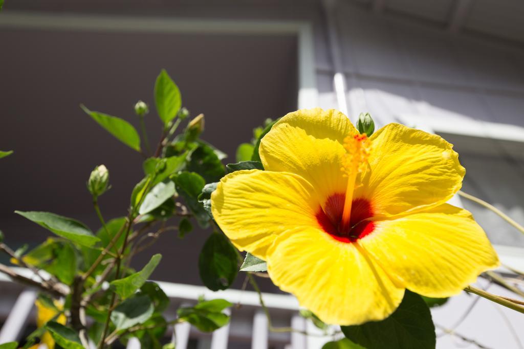 The Dolphin Cottage At Kehena Beach Exterior photo